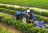 NR 31.12 Segurança na operação com máquinas agricolas